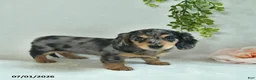 Miniature Dachshund dogs for sale: Gonnalee  - Ad 5