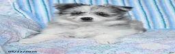 Pomsky dogs for sale: Jewel - Ad 3