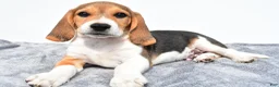 Beagle dogs for sale: Marty - Ad 7