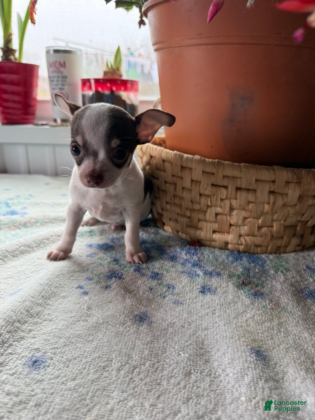 Chihuahua dogs for sale: Tiny striker - Ad 2