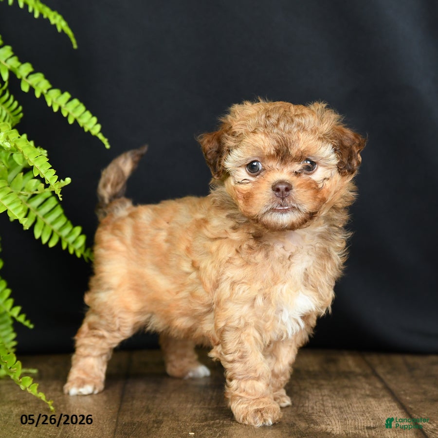 Mixed Breed dogs Foxy Loxy - Ad 1