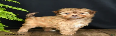 Foxy Loxy