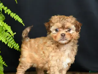 Mixed Breed dogs for sale: Foxy Loxy - Ad 2