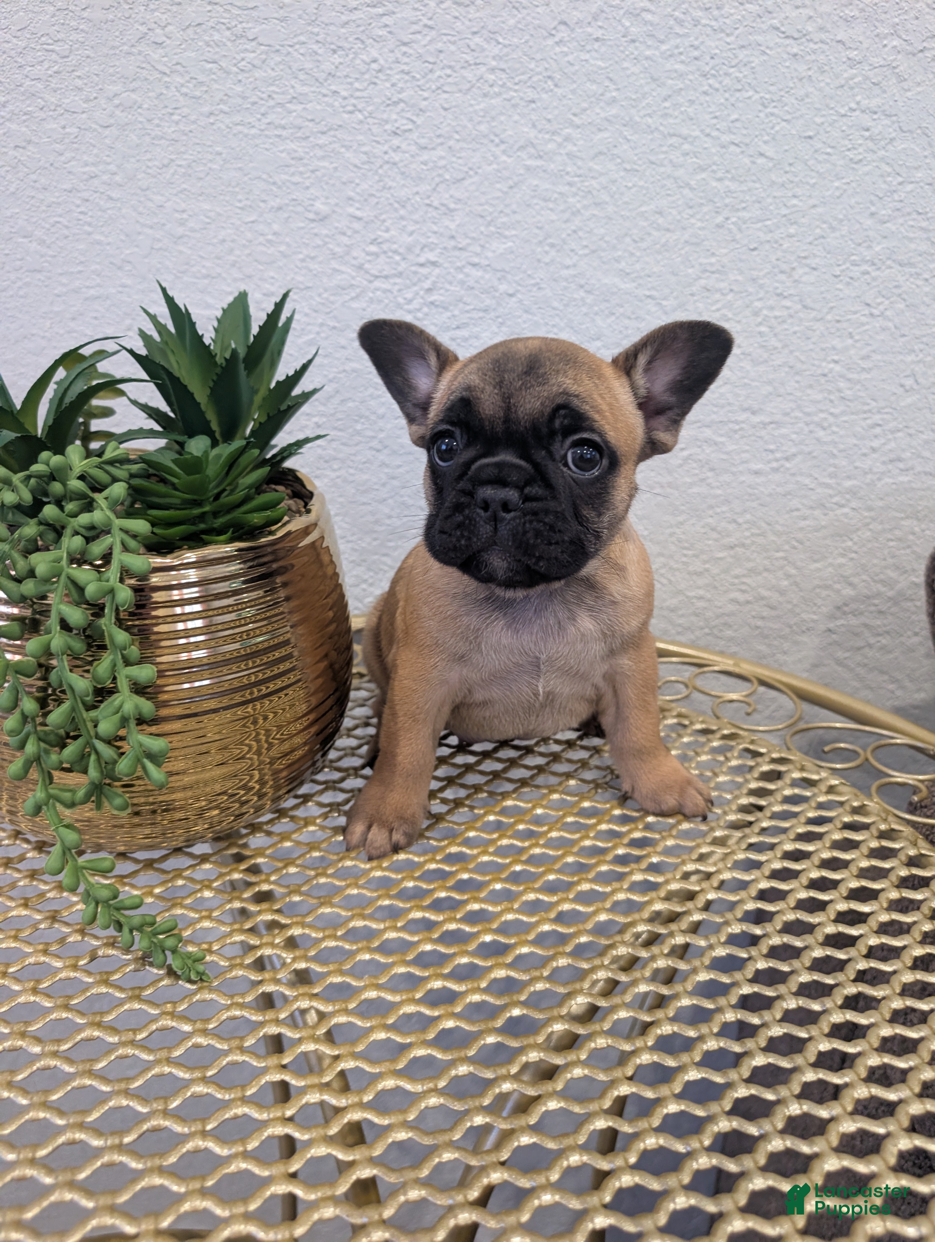 French Bulldog dogs French Bulldog Girl - Ad 31