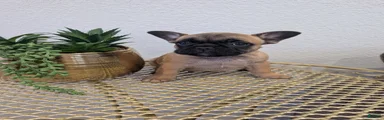 French Bulldog Girl