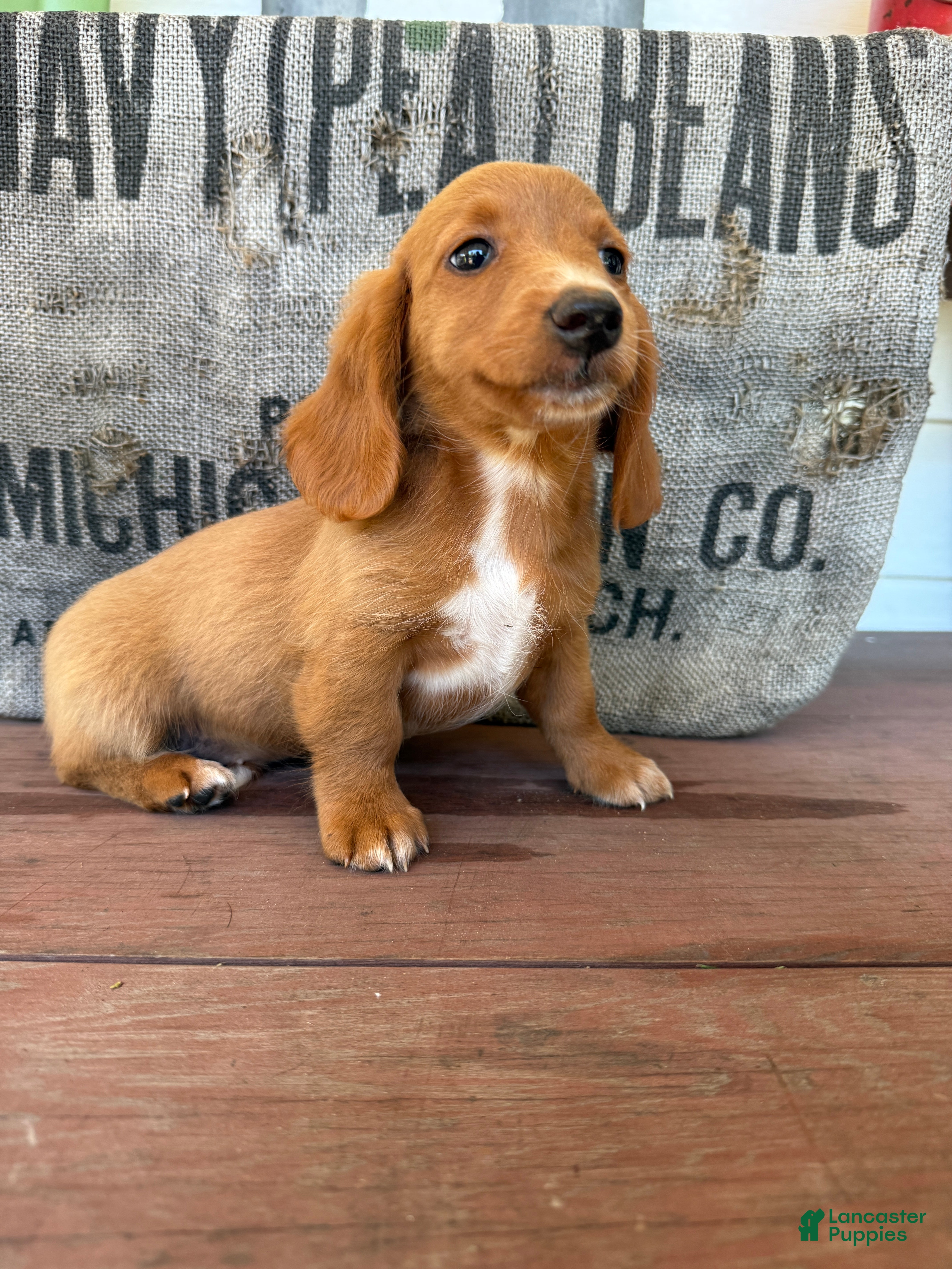 Miniature Dachshund dogs Ella - Ad 2