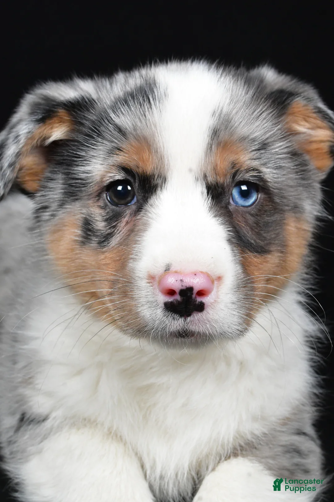 Mixed Breed dogs for sale: Sammy - Ad 10