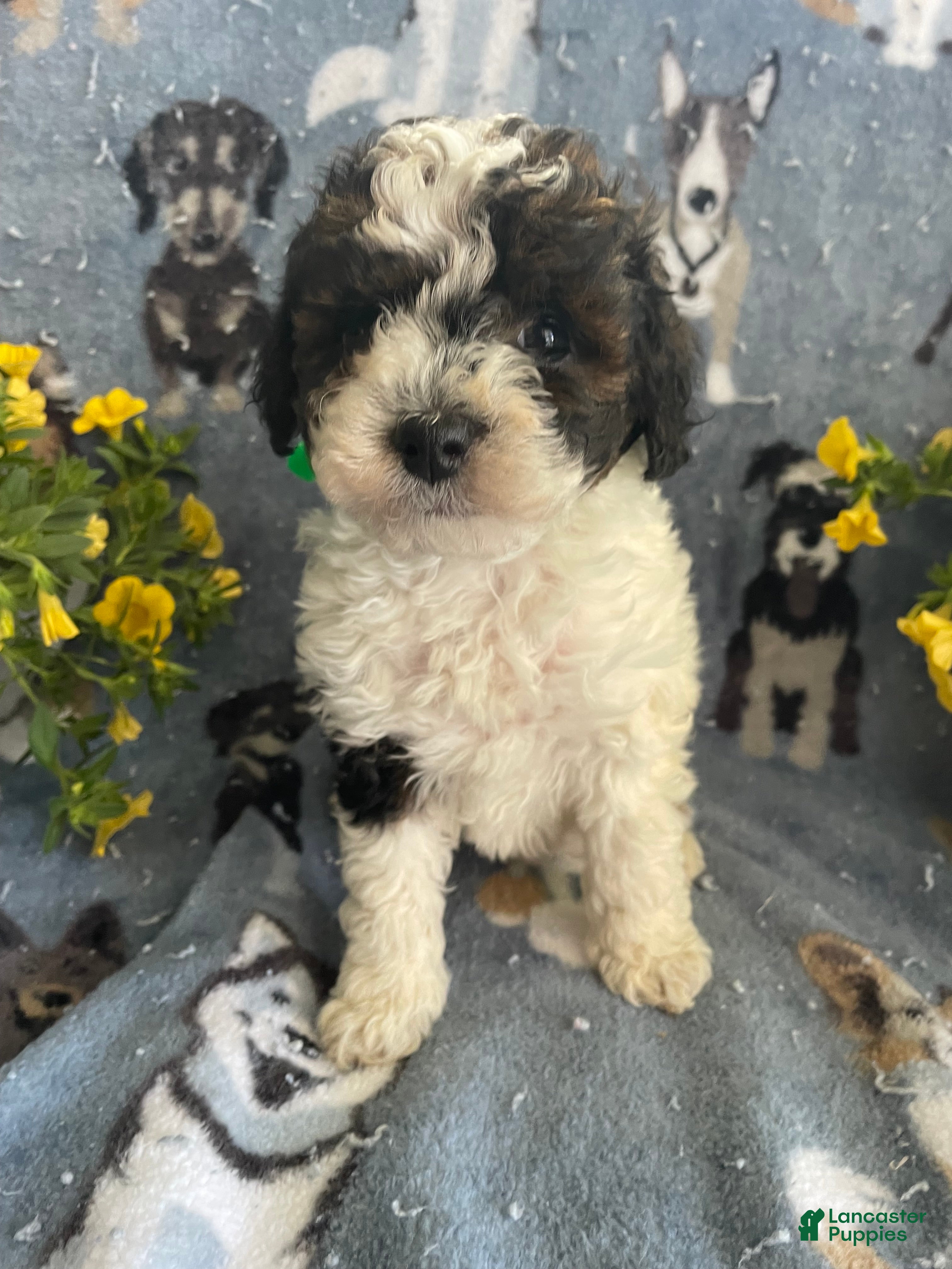 Toy Poodle dogs Bean - Ad 37