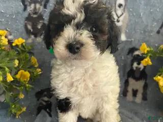 Toy Poodle dogs Bean - Ad 37