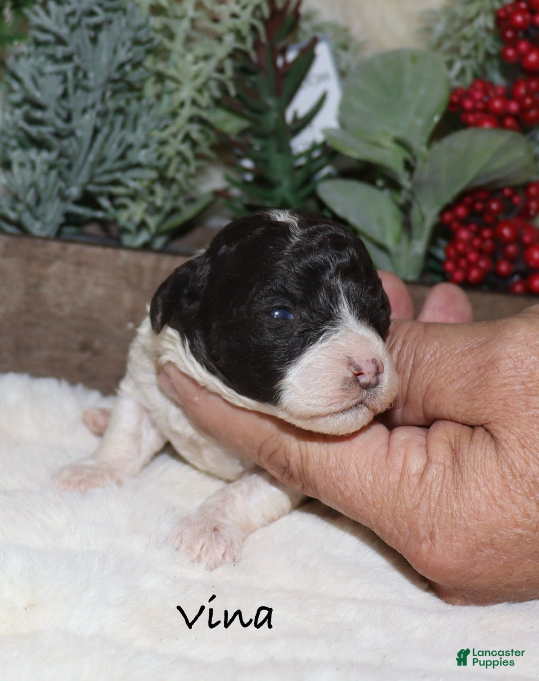 Toy Poodle dogs for sale: Vina - Ad 3