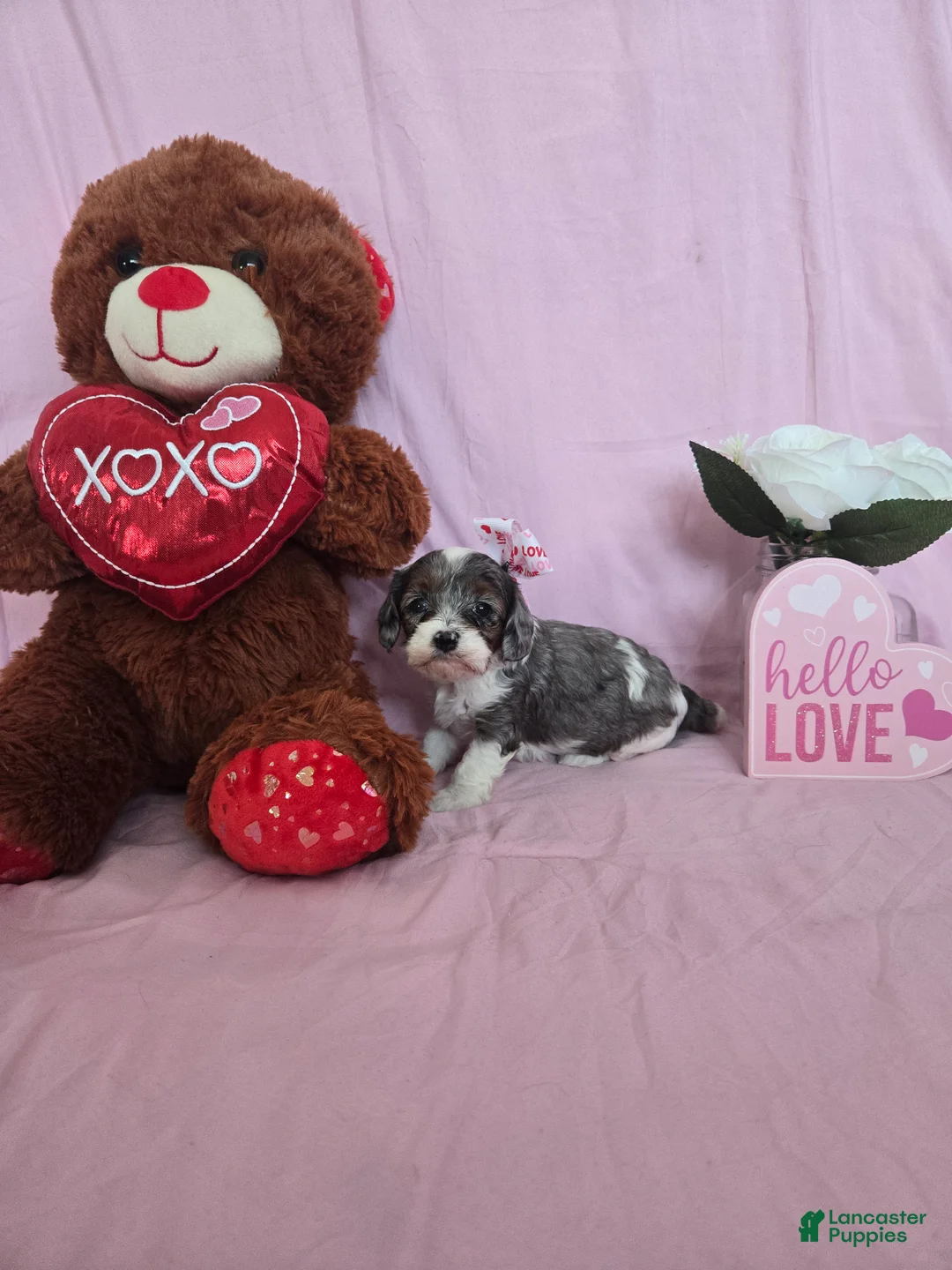 Cavapoo dogs for sale: Piglet - Ad 5