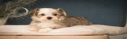 Havanese dogs for sale: Webster Havanese  - Ad 3