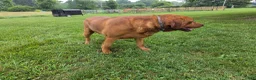 Labrador Retriever dogs for stud: Barney - Ad 9