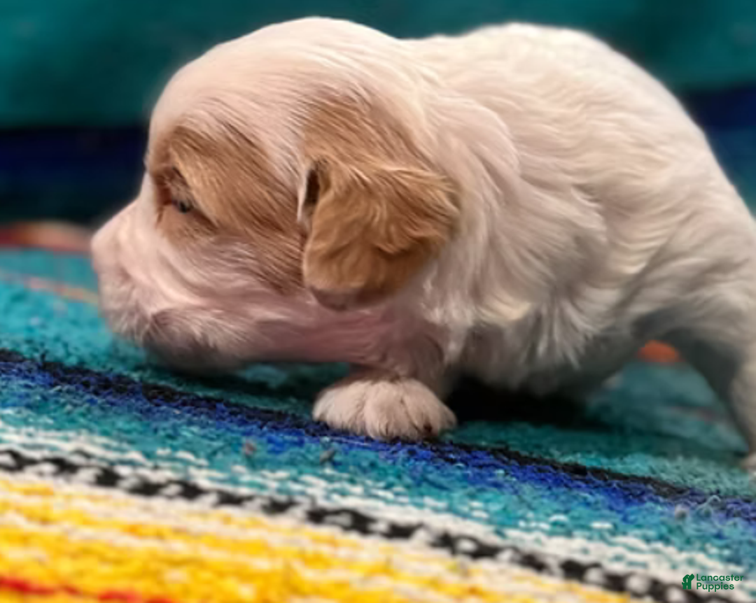 Mini Bernedoodle dogs for sale: Snow - Ad 9