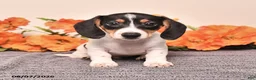 Miniature Dachshund dogs for sale: Comet - Ad 5