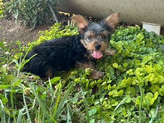 Yorkshire Terrier dogs - Ad 2