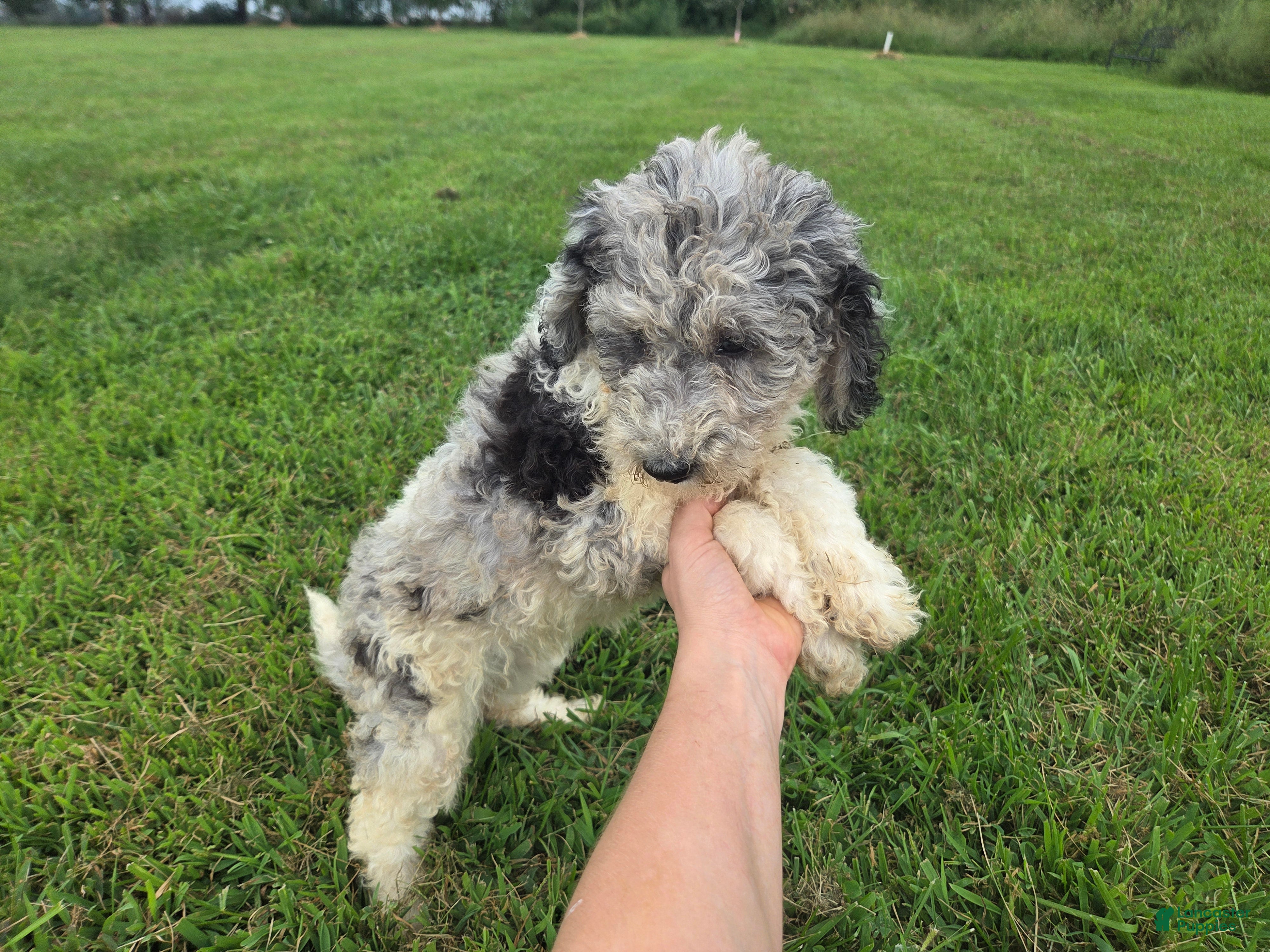 Aussiedoodle dogs Sheri - Ad 1