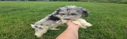 Aussiedoodle dogs for sale: Sheri - Ad 1