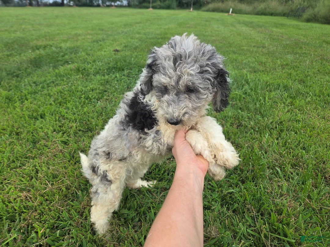 Aussiedoodle dogs for sale: Sheri - Ad 1