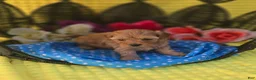 Maltipoo dogs for sale: Magic - Ad 3