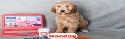 Goldendoodle dogs for sale: Monday - Ad 3