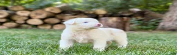 Australian Shepherd dogs for sale: Mark - Ad 4