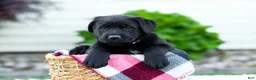 Sheprador dogs for sale: Baxter - Ad 3
