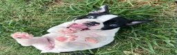 Mixed Breed dogs for sale: Recees - Ad 4