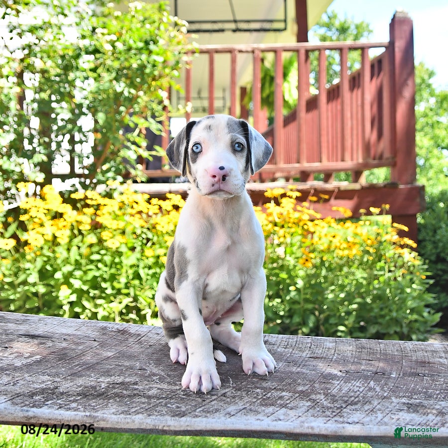 Great Dane dogs Lucy - Ad 2