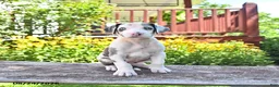 Great Dane dogs for sale: Lucy - Ad 2