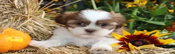 Shih Tzu dogs for sale: Sage - Ad 4