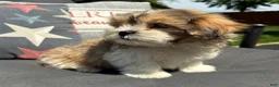 Teddy Bear dogs for sale: Henry - Ad 4