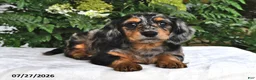 Miniature Dachshund dogs for sale: Tobie - Ad 3
