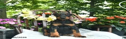 Doberman Pinscher dogs for sale: Remington - Ad 2