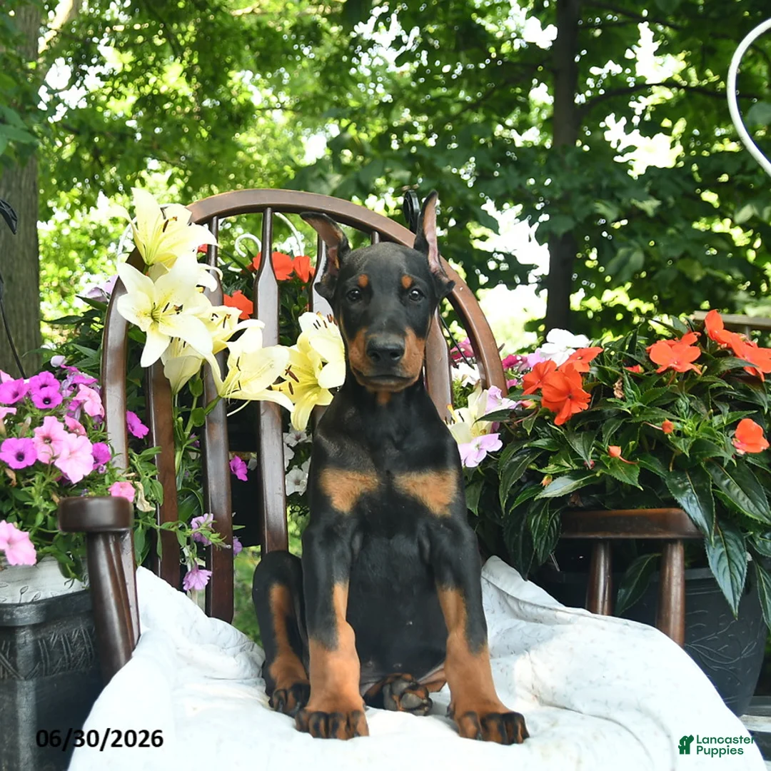 Doberman Pinscher dogs for sale: Remington - Ad 2