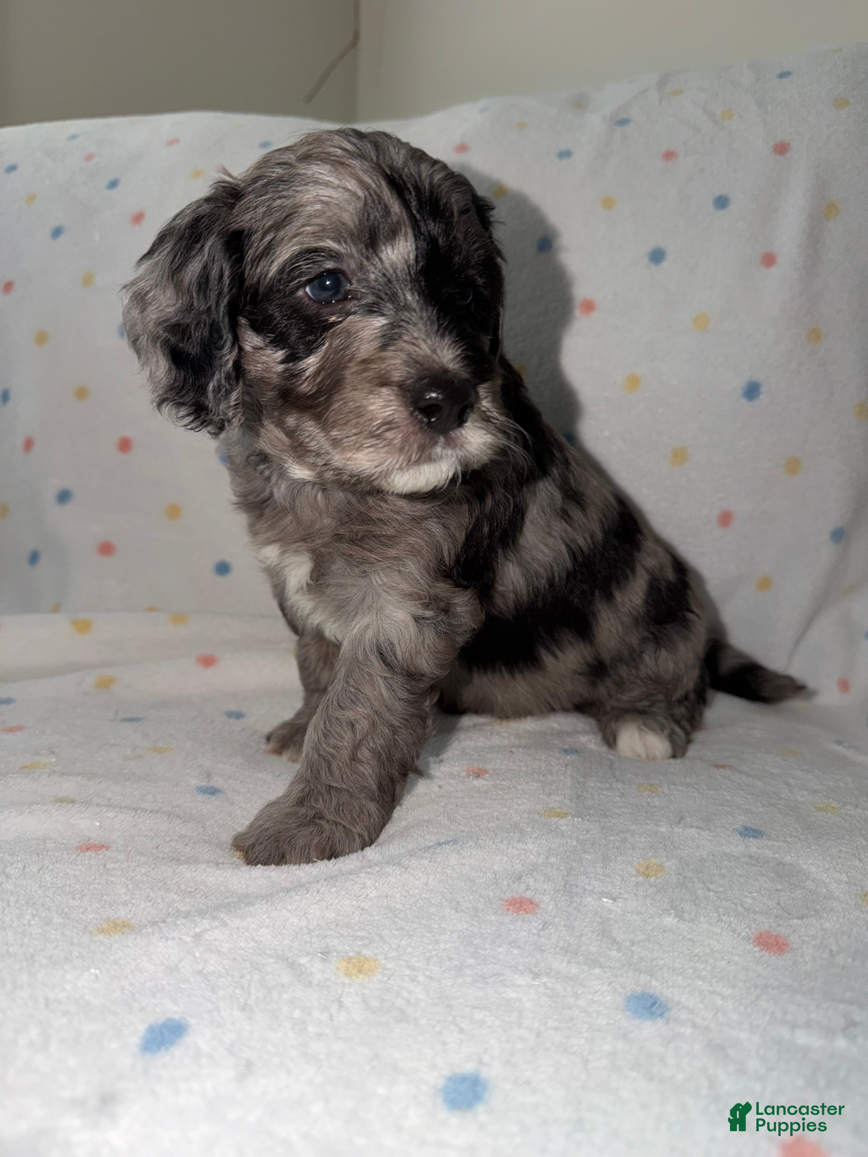 Mini Goldendoodle dogs Orange male, Merle Goldendoodle 7 - Ad 29