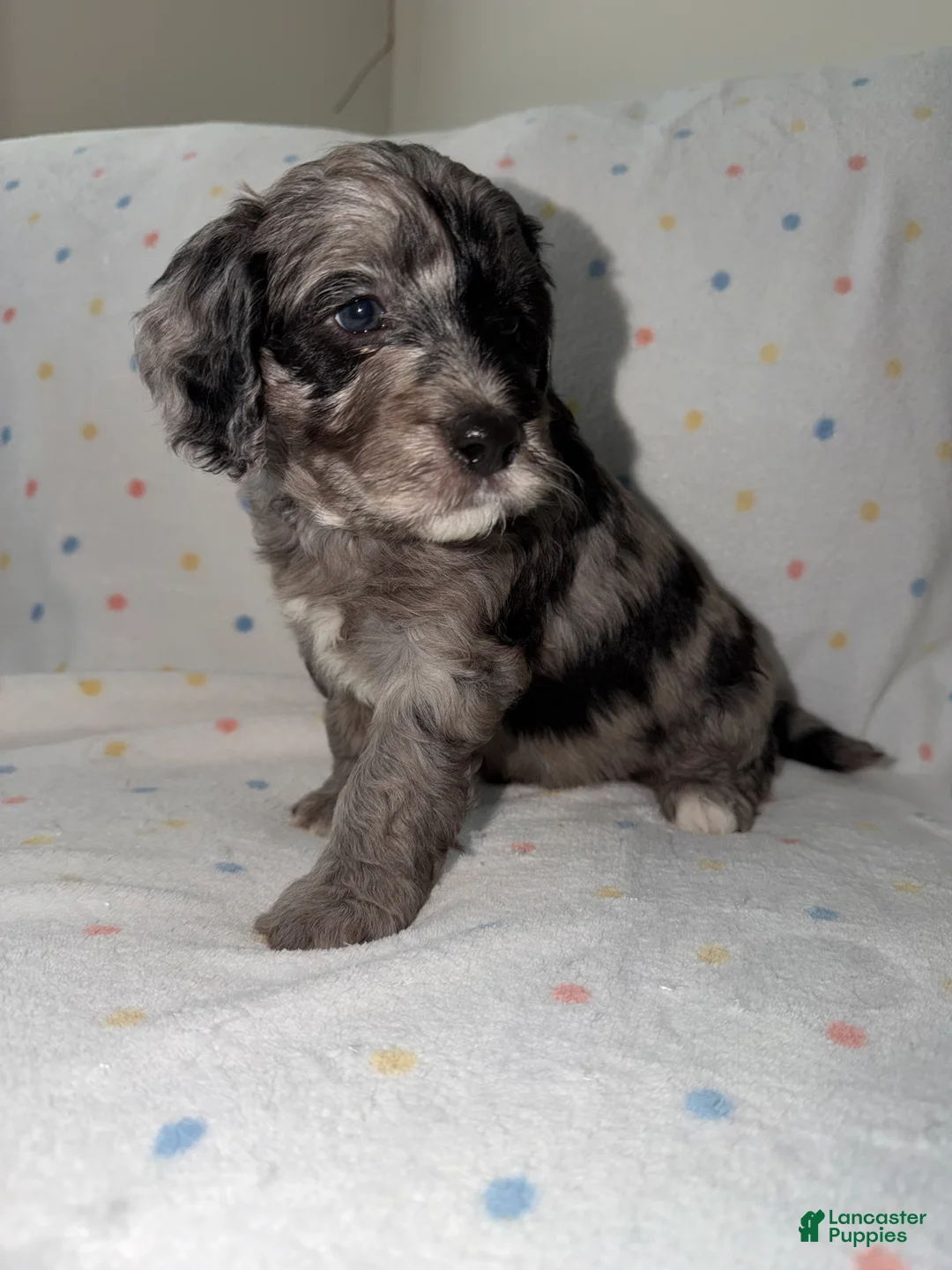 Mini Goldendoodle dogs for sale: Orange male, Merle Goldendoodle 7 - Ad 1