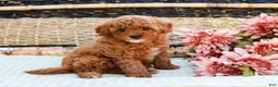Toy Poodle dogs for sale: Bethany - Ad 3