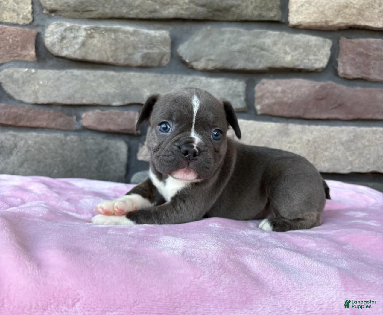 Frenchton dogs Prince - Ad 2