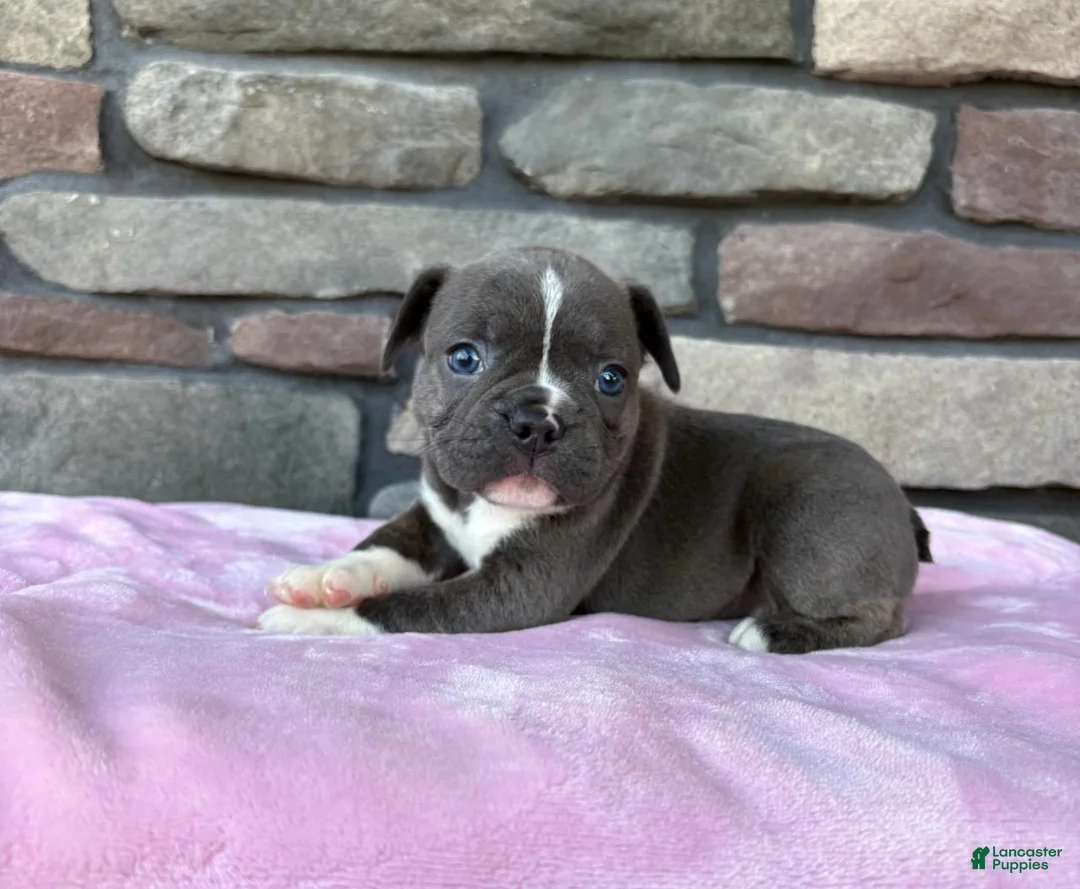 Frenchton dogs for sale: Prince - Ad 2