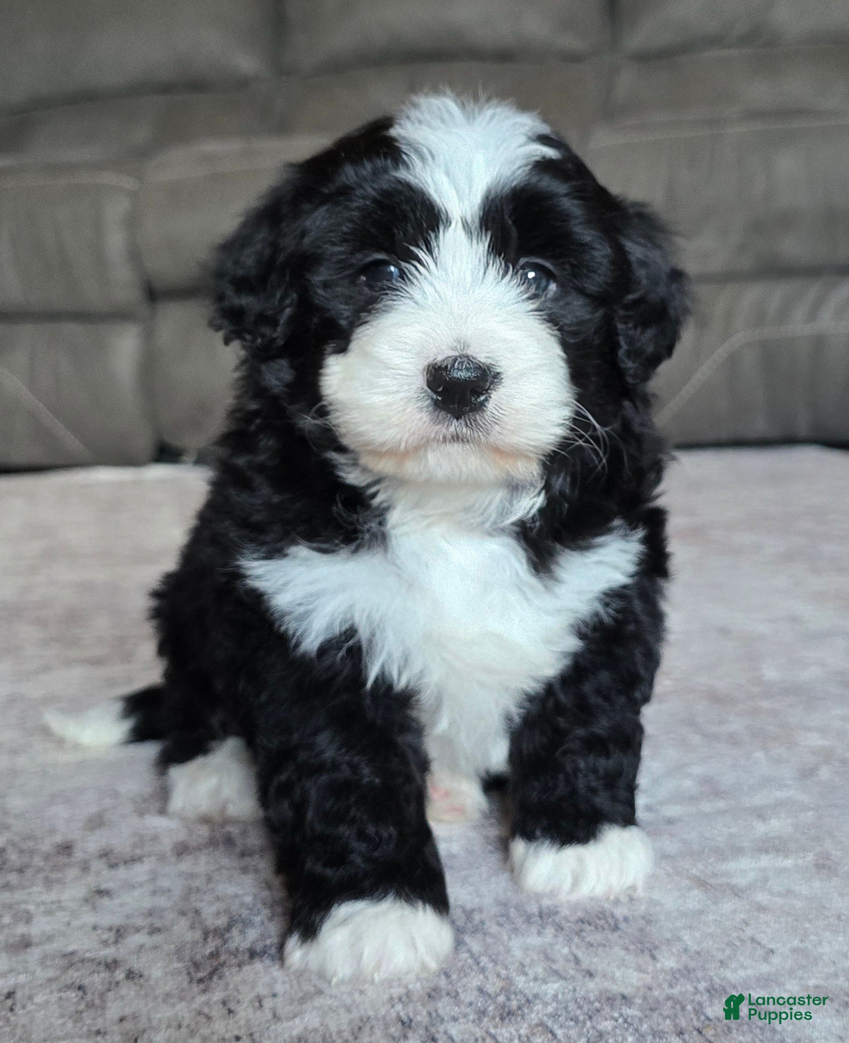 Mini Bernedoodle dogs Mini Charlie - Ad 2