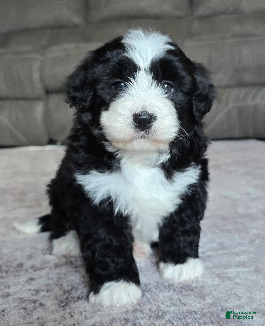 Mini Bernedoodle dogs for sale: Mini Charlie - Ad 2