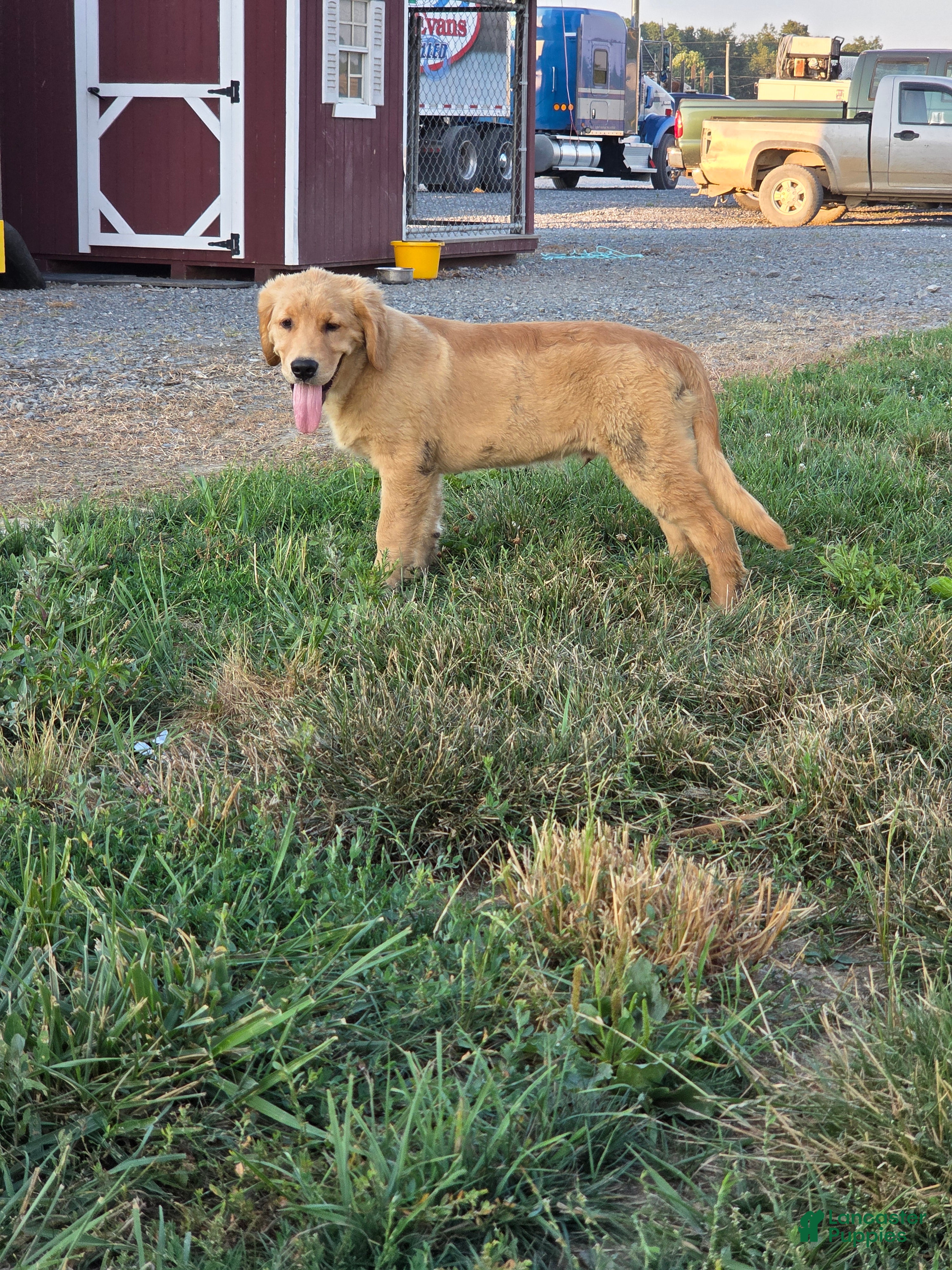 Golden Retriever dogs for sale: Leo - Ad 1