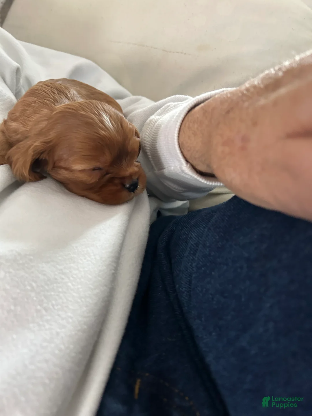 Cavalier King Charles Spaniel dogs for sale: Aries - Ad 1