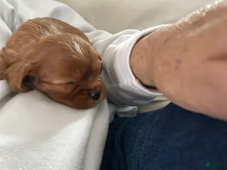 Cavalier King Charles Spaniel dogs Aries - Ad 40