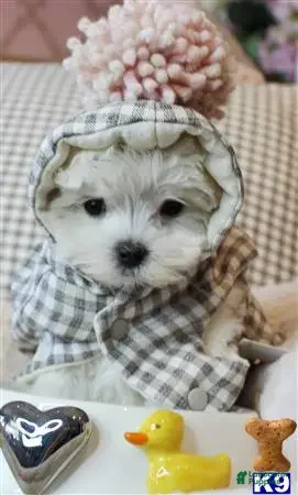 Maltese dogs Maltese 2 - Ad 1