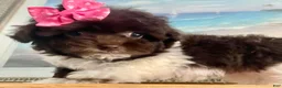 Havapoo dogs for sale: Teacup Torie - Ad 5