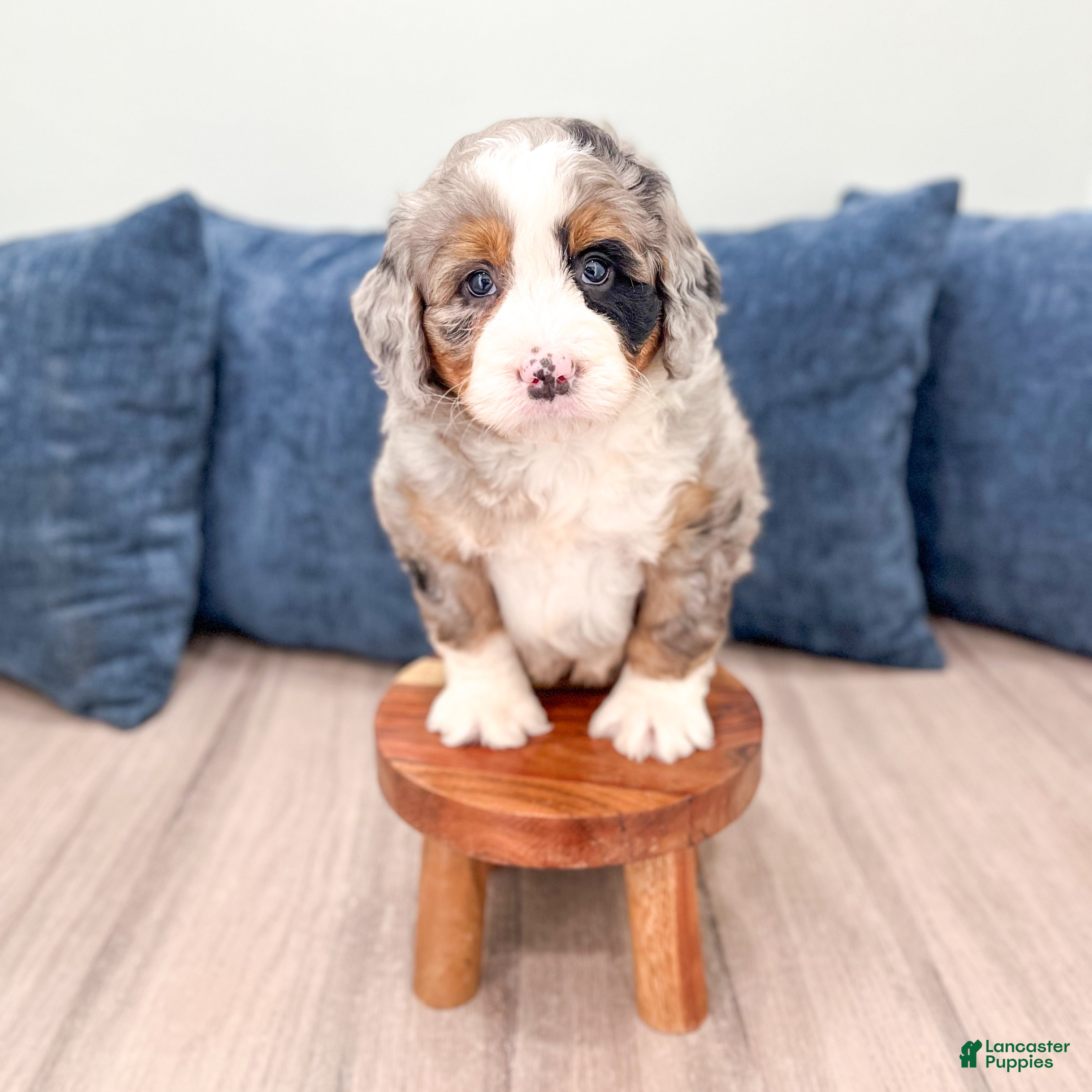 Mini Bernedoodle dogs for sale: Ace - Ad 3
