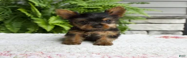 Tiny