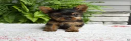 Yorkshire Terrier dogs for sale: Tiny - Ad 1